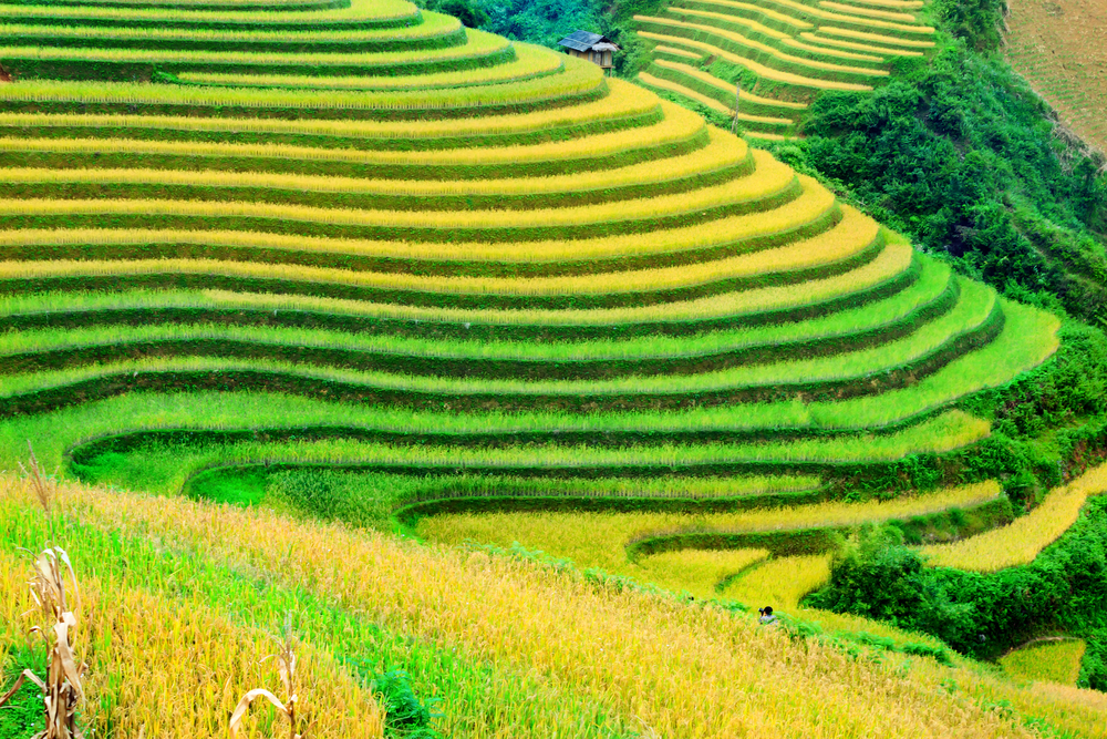 Quand partir au Vietnam pour un voyage inoubliable ?