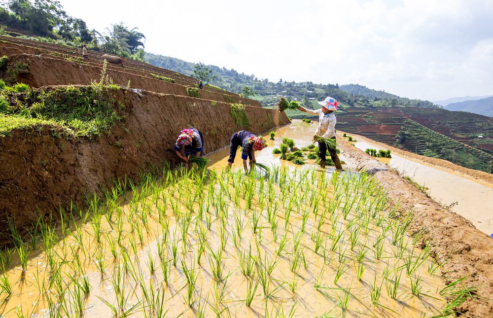 Trekking à Sapa Rizières aux cinquante nuances de verts