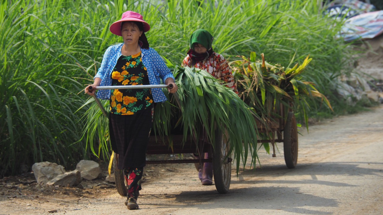 Fantastiques routes Bac Ha – Hoang Su Phi – Ha Giang – Dong Van – Lan Ha (épisode 5)