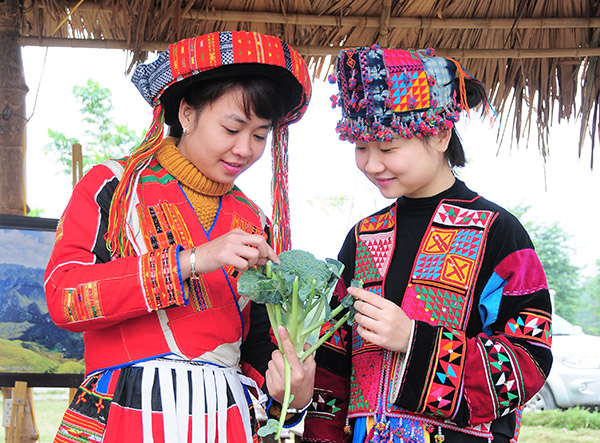 Les Lolo du Vietnam