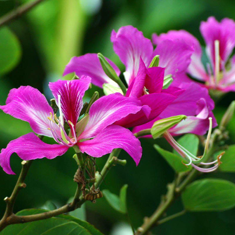 Le sens des fleurs au Vietnam