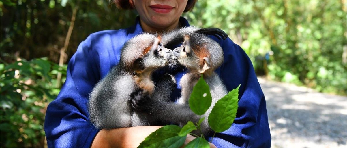Découvrez le Parc National de Cuc Phuong – ses programmes de sensibilisation et de conservation