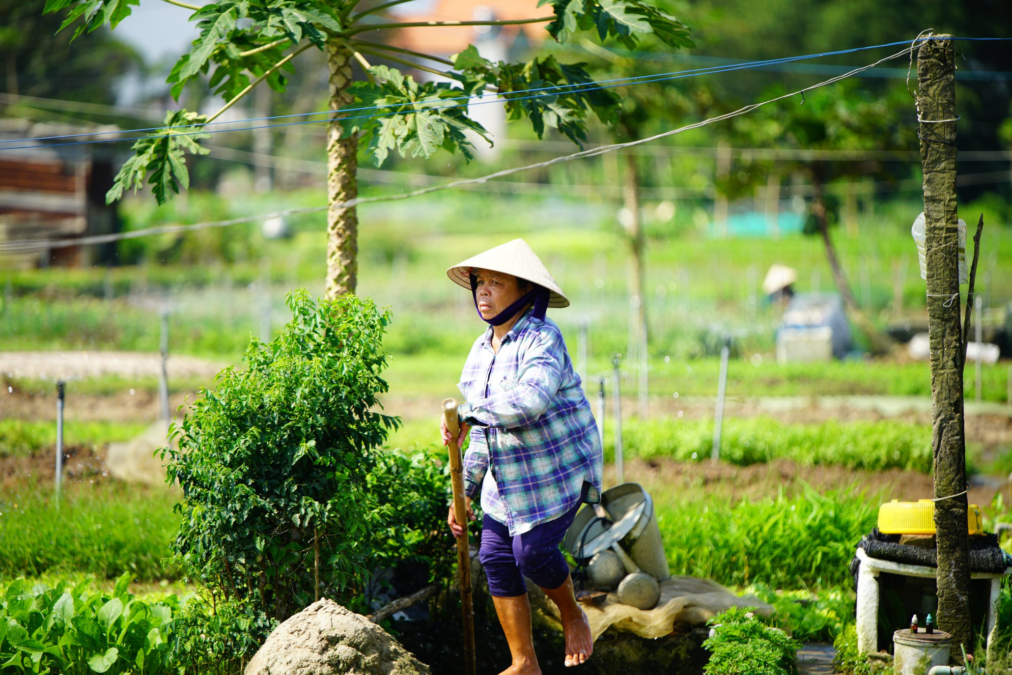 Le village de légumes de Tra Que à Hoi An